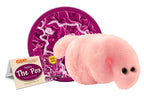 Pox - Syphilis (Treponema pallidum)