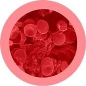 Red Blood Cell (Erythrocyte)