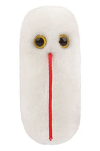 Salmonella (Salmonella typhimurium)