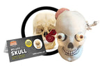Deluxe Skull With Hidden Organs