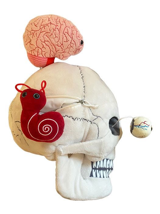 Deluxe Skull With Hidden Organs
