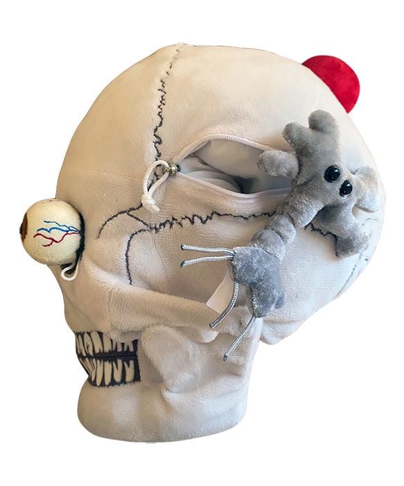 Deluxe Skull With Hidden Organs