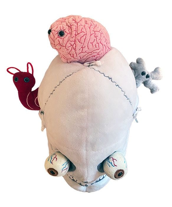 Deluxe Skull With Hidden Organs