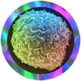 Stem Cell (Stem cell)