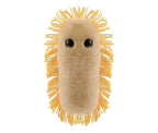 Stomach Ache (Shigella)
