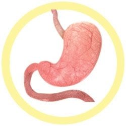 Stomach Key Chain