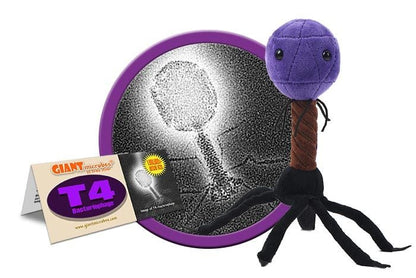 T4 (T4-Bacteriophage)