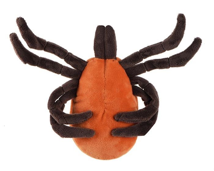 Tick (Ixodes Scapularis)