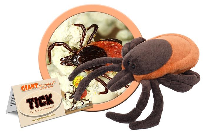 Tick (Ixodes Scapularis)