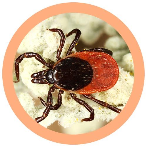 Tick (Ixodes Scapularis)