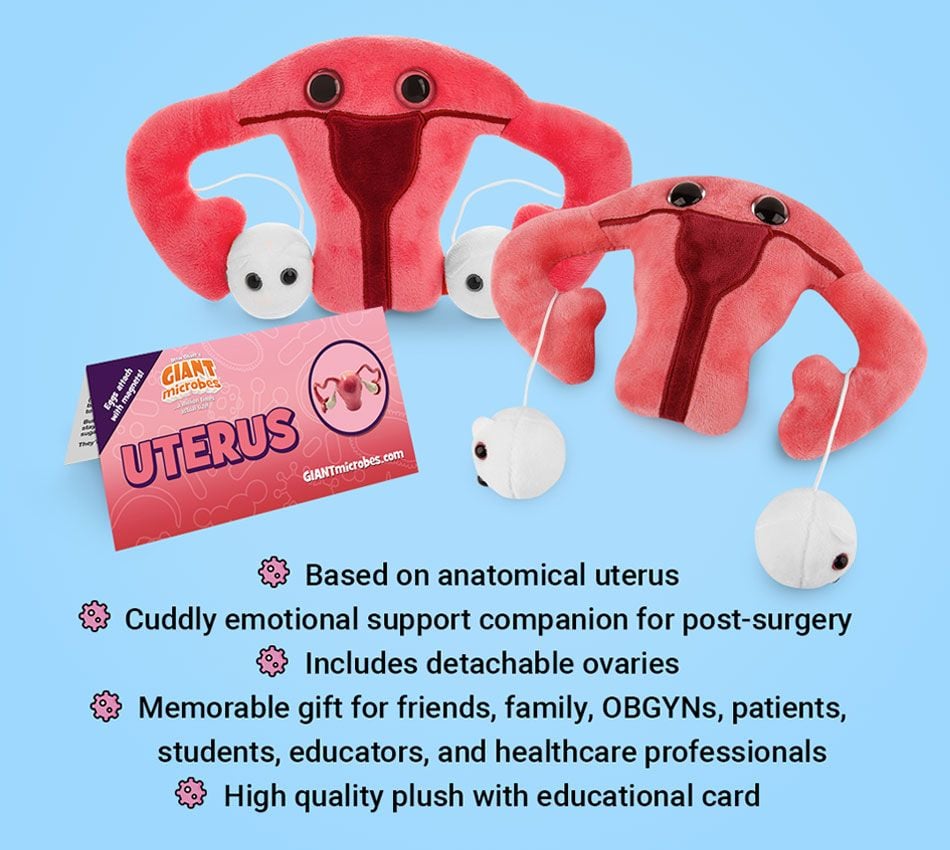Uterus