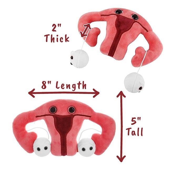 Uterus