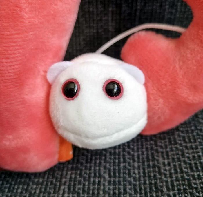 Uterus