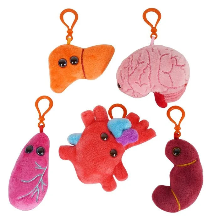 Vital Organs Box
