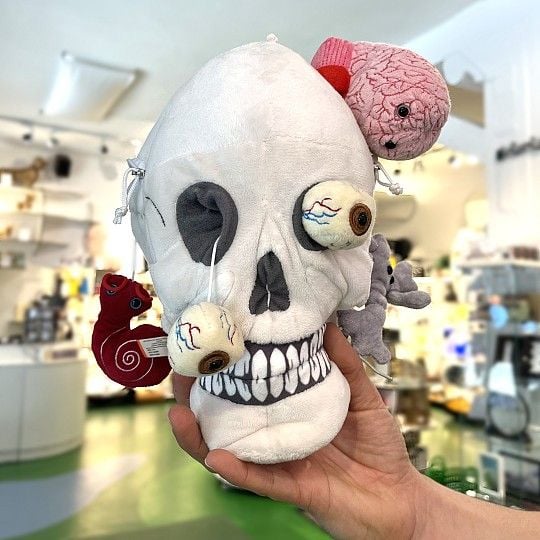 Deluxe Skull With Hidden Organs